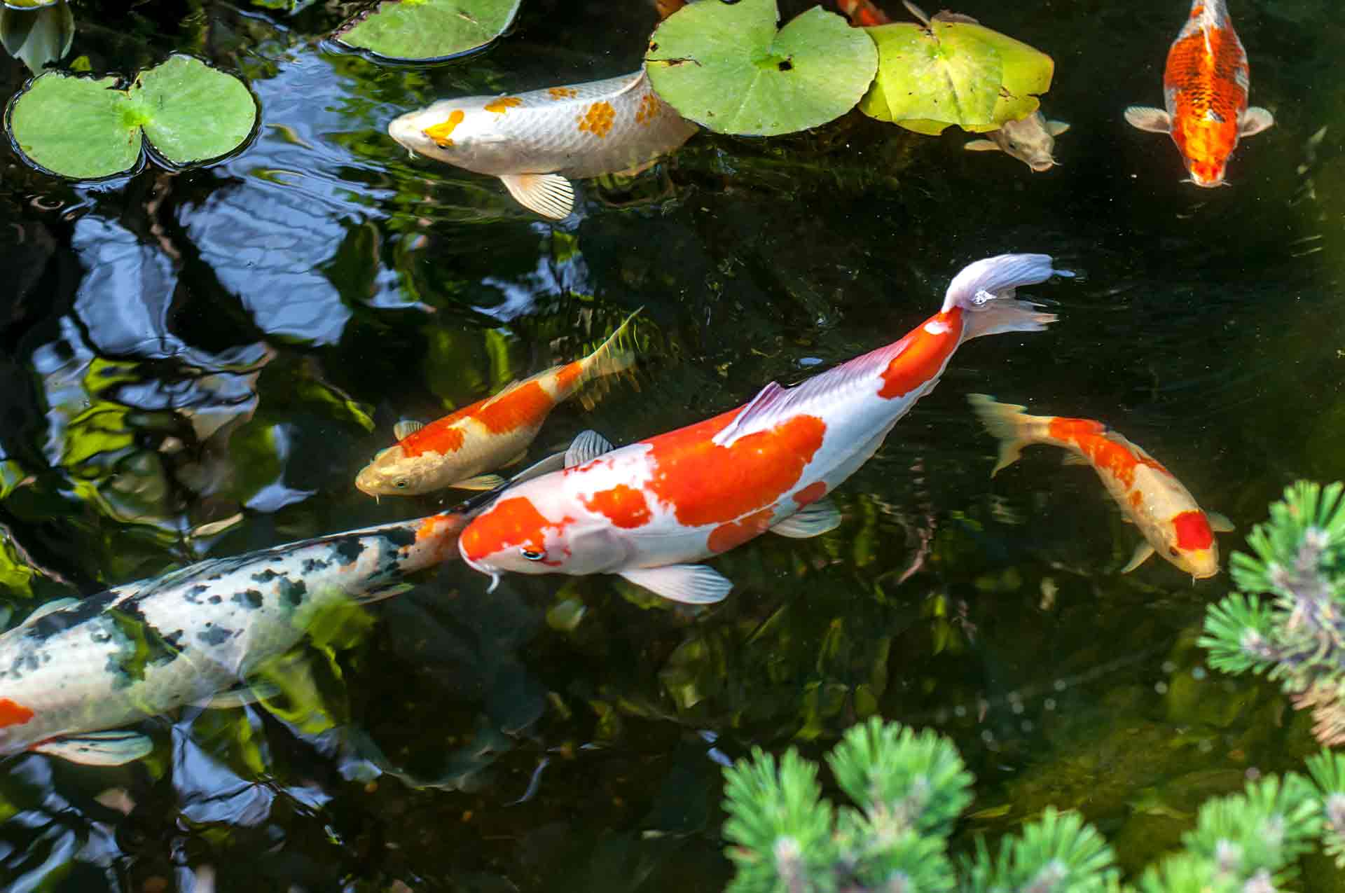 Koi Fish in Pond Drawstring Bag. Koi Swimming and Feeding With Foliage  Cascading Over Water. Florida Tropical Scene From Morikami Gardens. -   Canada